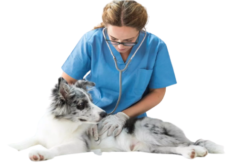 Pets-Clinic-service